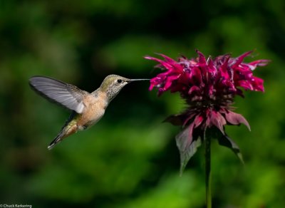 Calliope_Humming_Bird.jpg