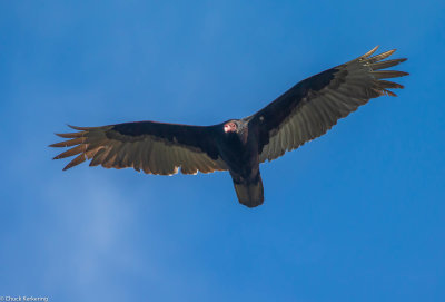 Turkey_Vulture-2.jpg