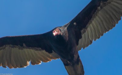 Turkey_Vulture-3.jpg