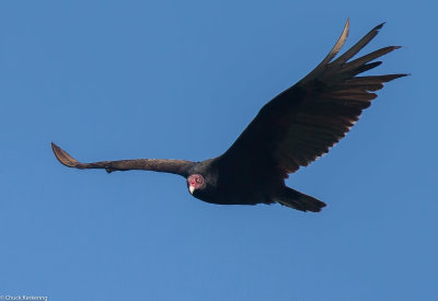 Turkey_Vulture-4.jpg