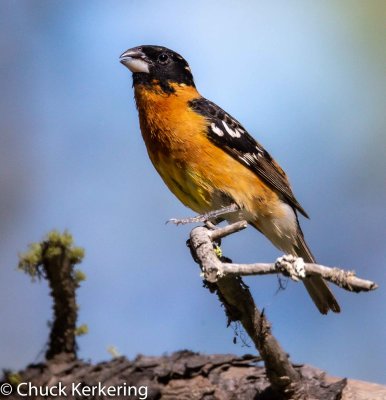 Black-Headed Grosbeak.jpg