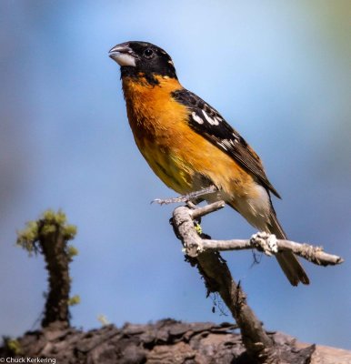 Black-Headed Grosbeak-4.jpg
