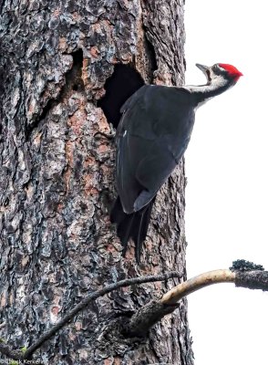 Pileated Woodpecker.jpg
