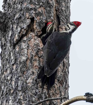 Pileated Woodpecker#2.jpg