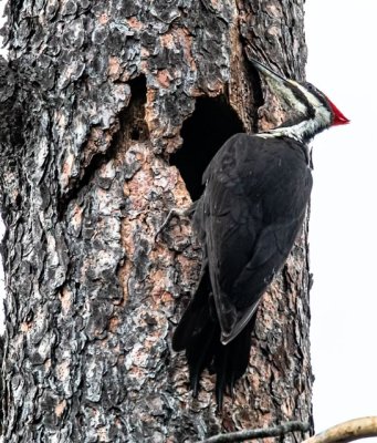 PILEATED WOODPECKER#4.jpg