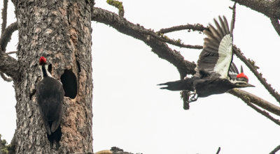 PILEATED WOODPECKERS.jpg