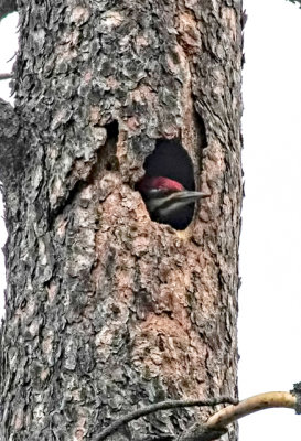 PILEATED WOODPECKER-2.jpg