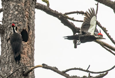 PILEATED WOODPECKERS#4.jpg
