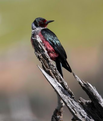 Lewis WoodPecker#2.jpg