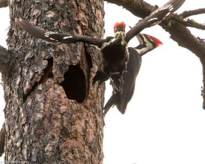 Pileated Woodpecker-4.jpg