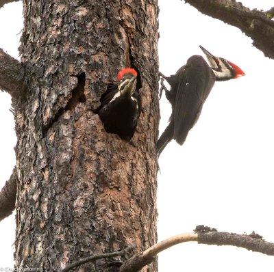 Pileated Woodpecker-5.jpg