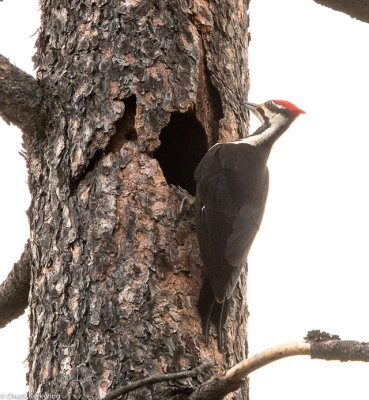 Pileated Woodpecker-6.jpg