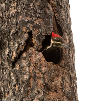 Pileated Woodpecker-8.jpg