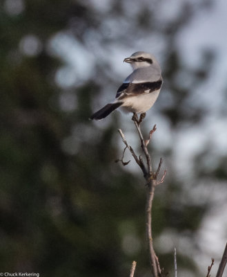 Northern Shrike (Lanius excubitor).jpg