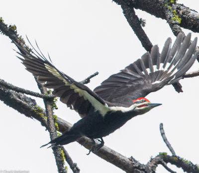 Pileated_Woodpecker.jpg