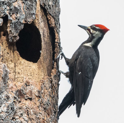 Pileated_Woodpecker-2.jpg