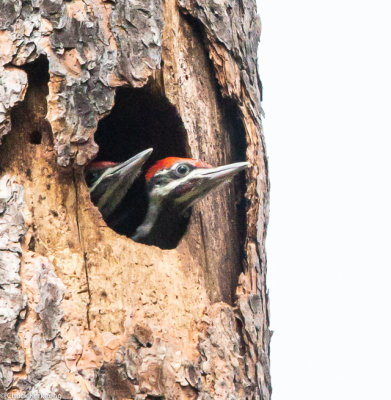 Pileated_Woodpecker-3.jpg