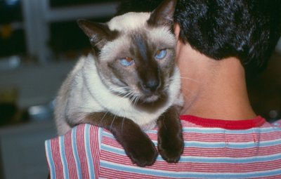 coco our first siamese 1975