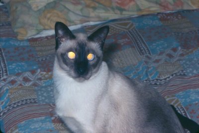 coco1_sep75.jpg