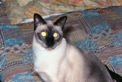 coco1_sep75enj.jpg
