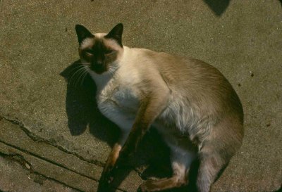 coco_backyard_may79.jpg