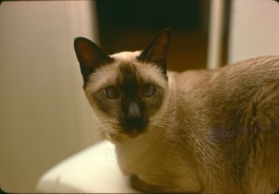 coco_gc_aug79.jpg