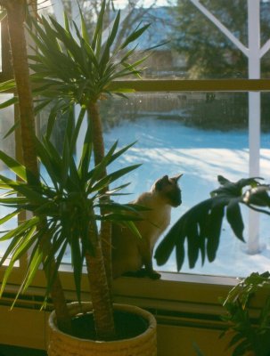 coco_gc_lr_mar77.jpg