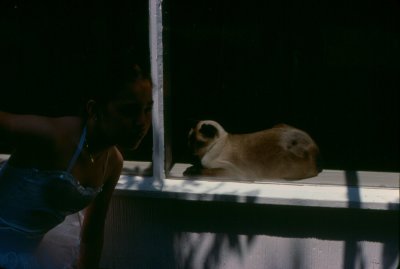 shar_coco_aug80.jpg