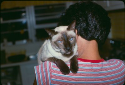 sue2_coco_aug79.jpg