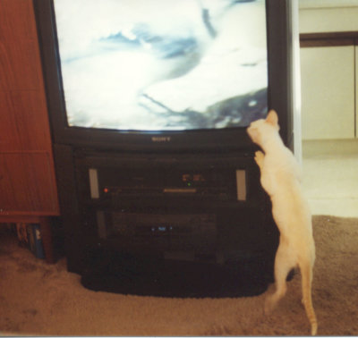 cat_tv1.jpg