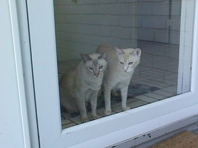 cats@door.jpg