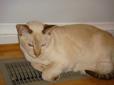 scooter loves the heat 2.JPG