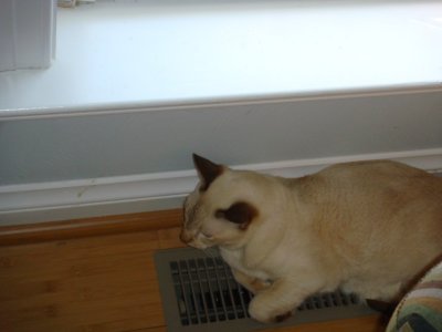 scooter loves the heat.JPG