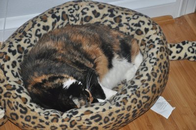 peaches in her cat bed 2010.JPG