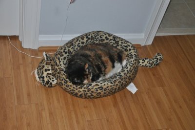 peaches in her cat bed.jpg