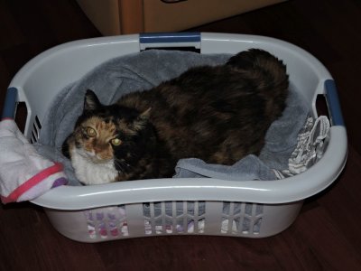 peaches in the laundry basket 2014.jpg