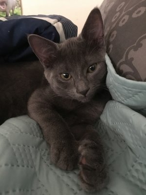 willie as a kitten july 2018 b.jpg