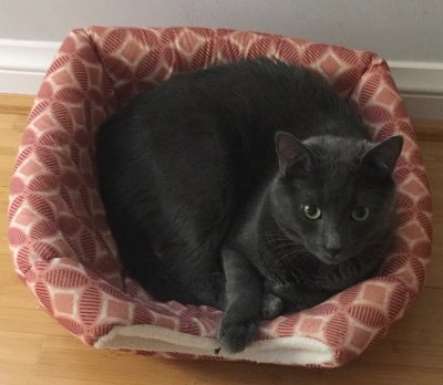 Willie in his bed.jpg