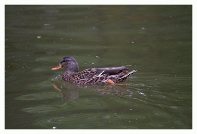 IMG_2403.jpg