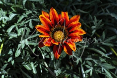 DSC_5026.jpg fix (Small).jpg
