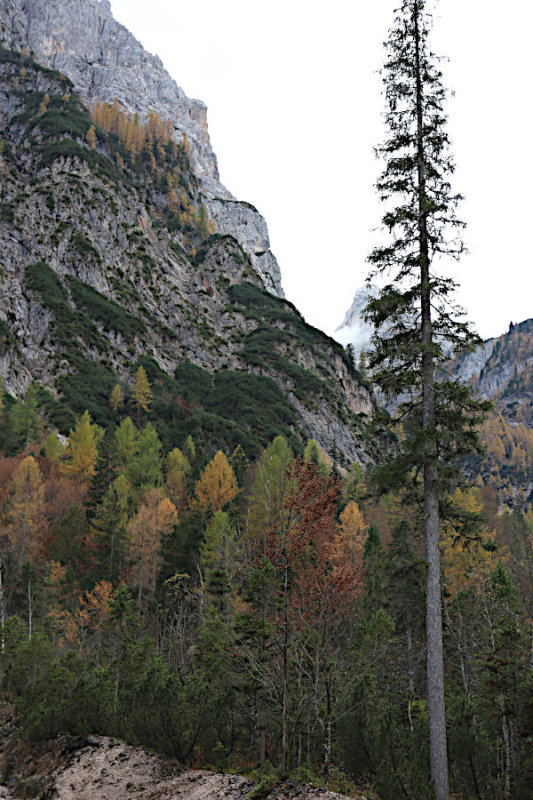 Somadida forest