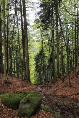 umik primeval forest  