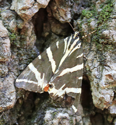 Greek butterfly