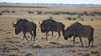 IMG_0003b.JPG