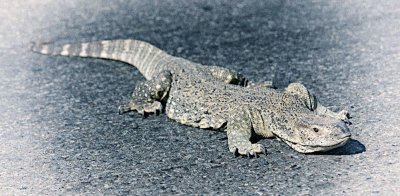 IMG_0446c.JPG