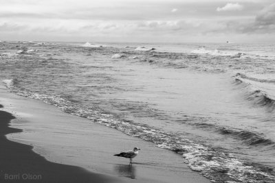 Gull on a Silver Day