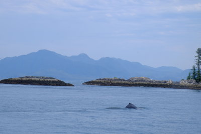 A whale near the boat