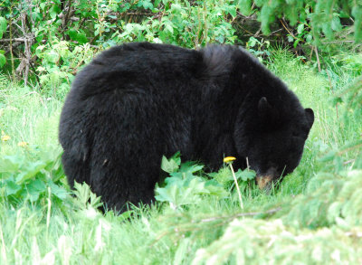 A bear looking for food