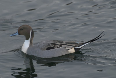 A duck close up