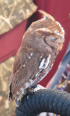 An owl or another raptor